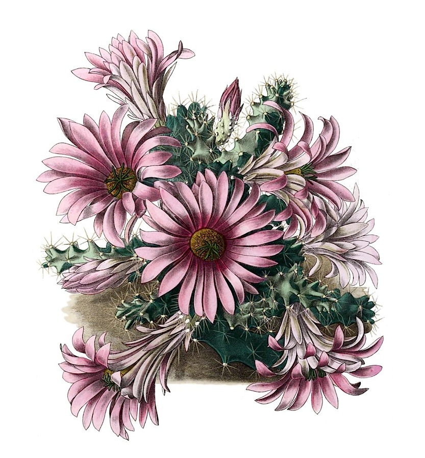 Echinocereus berlandieri
