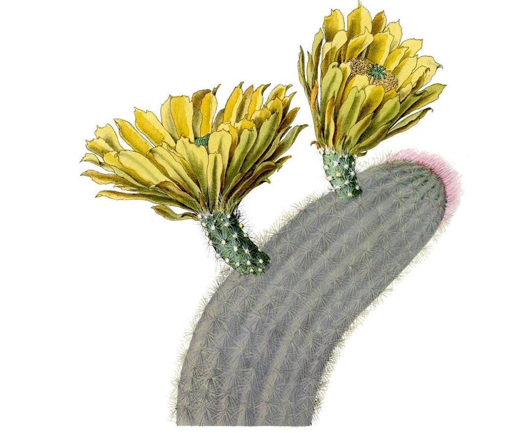 Echinocereus dasyacanthus