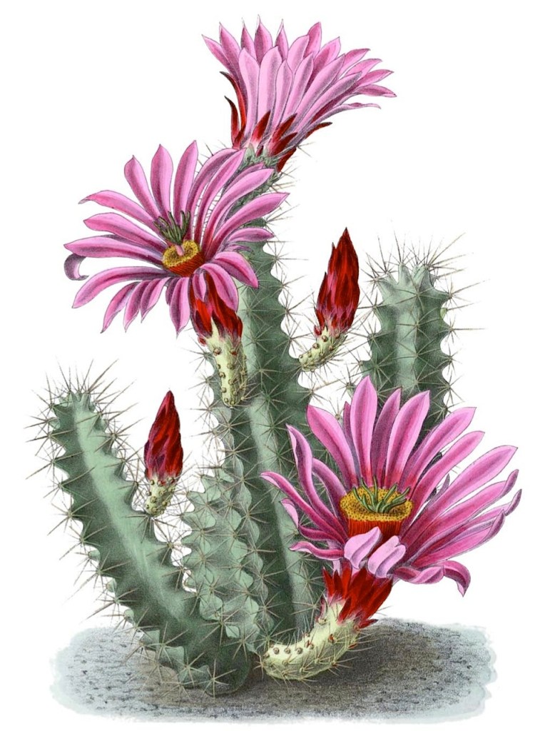 Echinocereus enneacanthus ssp. brevispinus