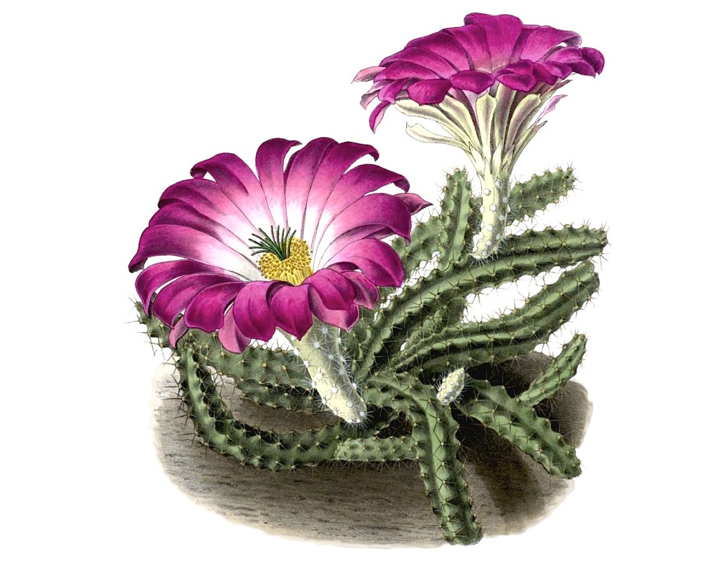 Echinocereus pentalophus subsp. pentalophus