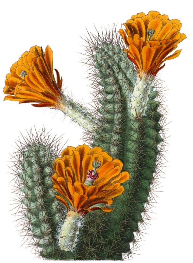 Echinocereus polyacanthus