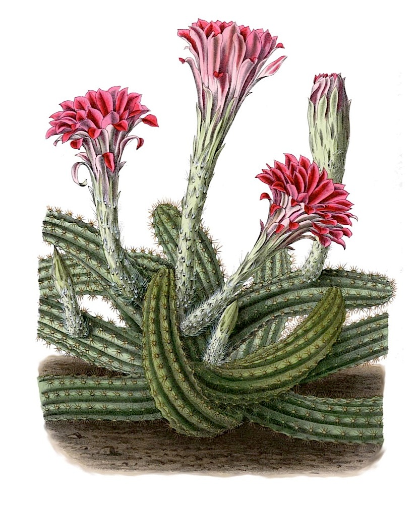 Echinocereus scheeri
