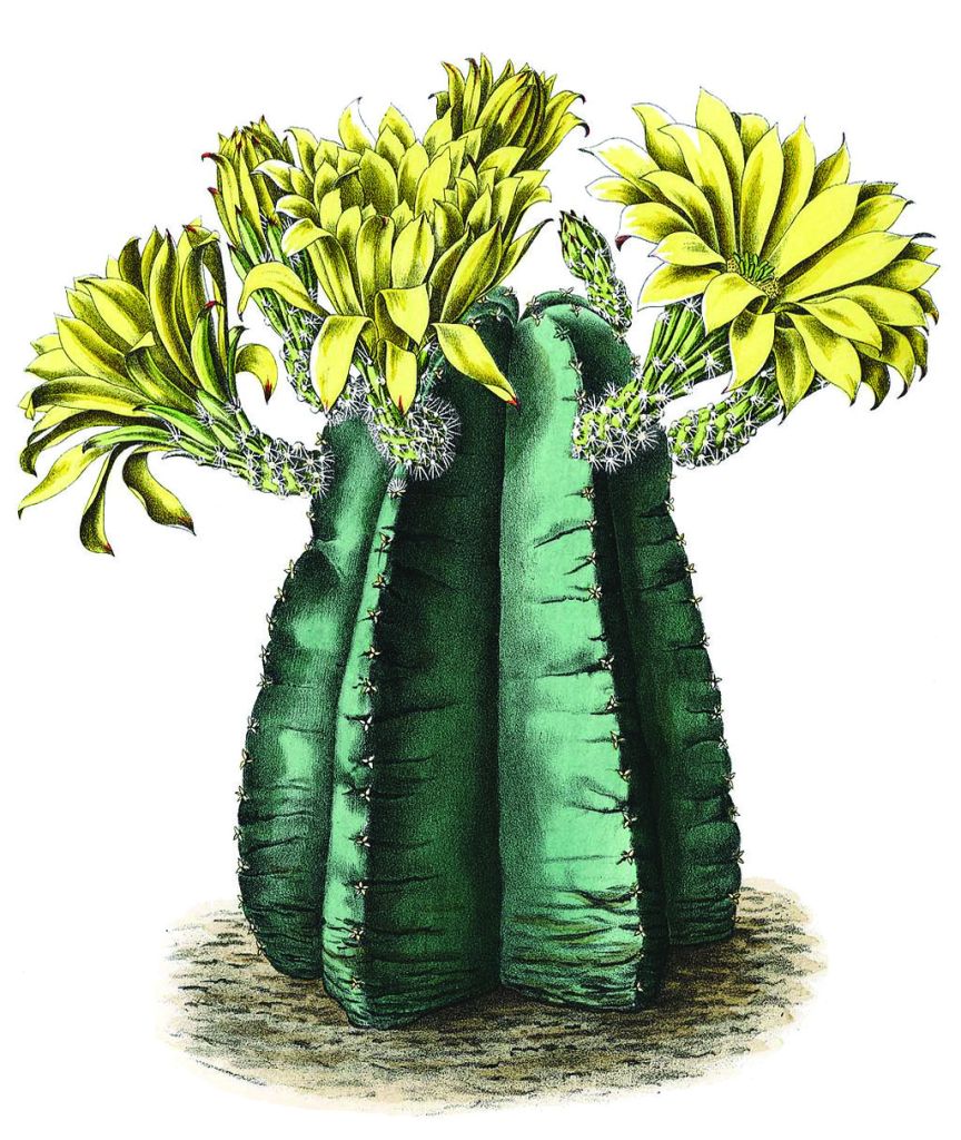 Echinocereus subinermis