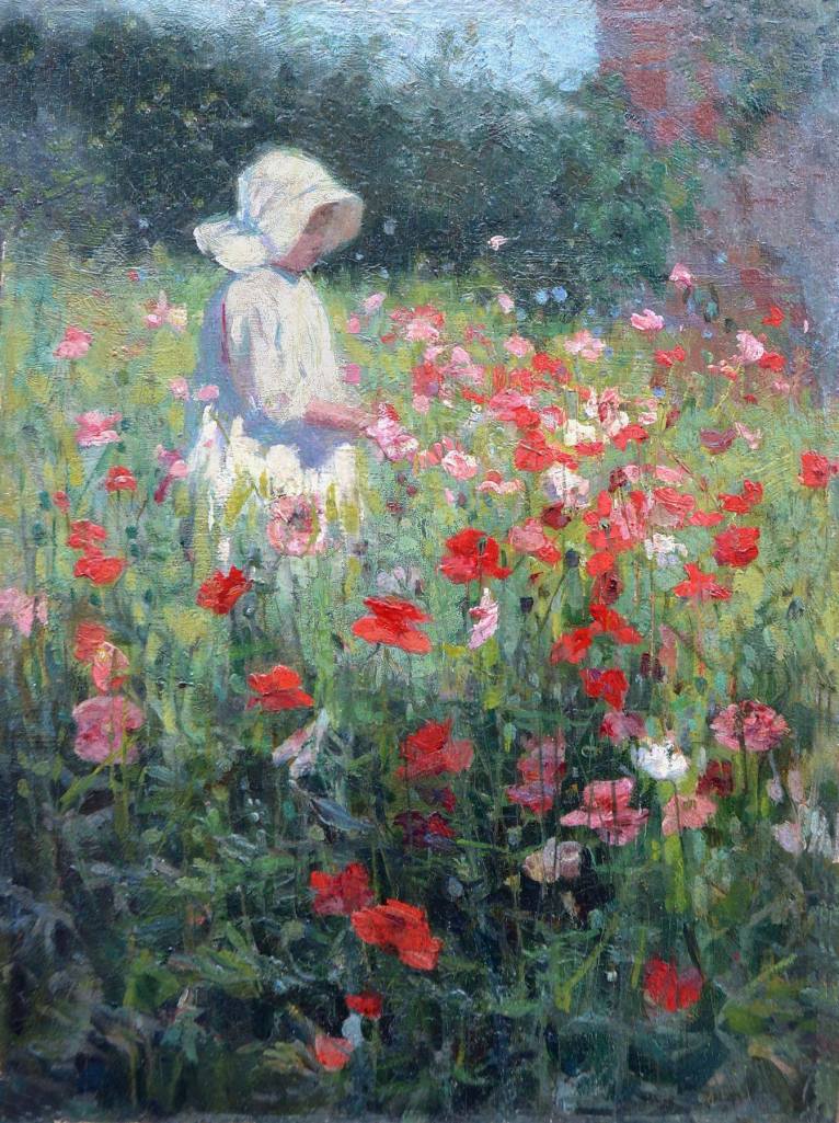 Shirley Poppies