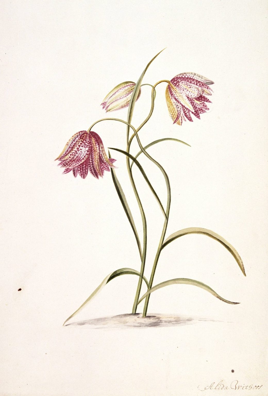 12045415_1645324945752388_4797179748886595357_o