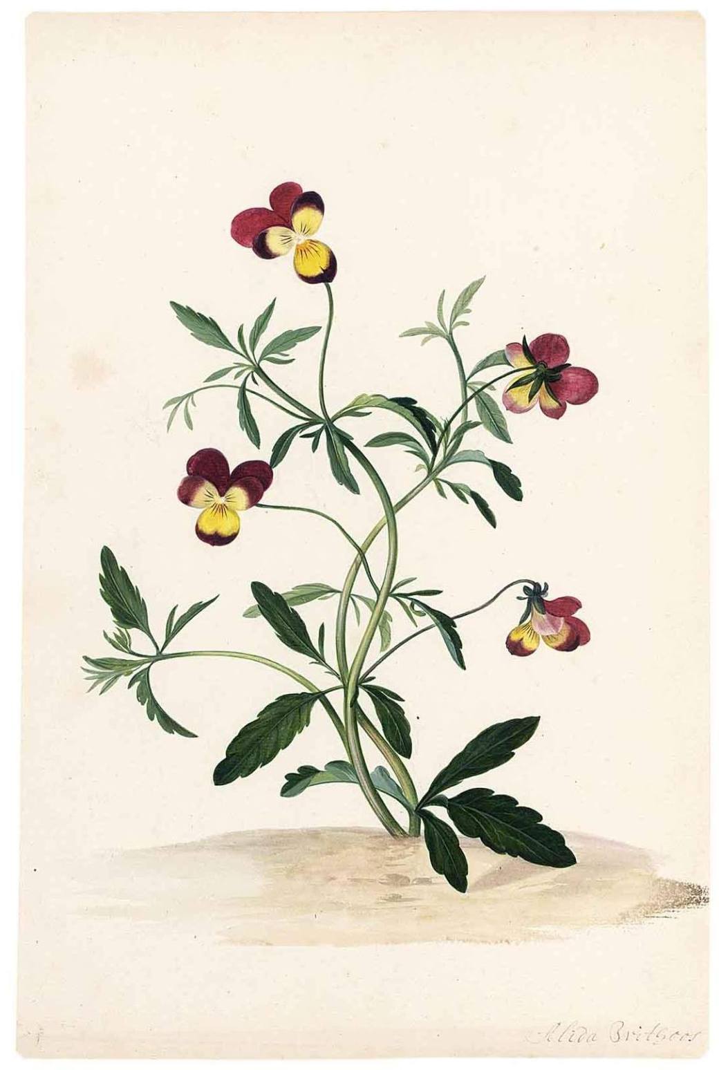 12087182_1645334049084811_2874882669931831117_o