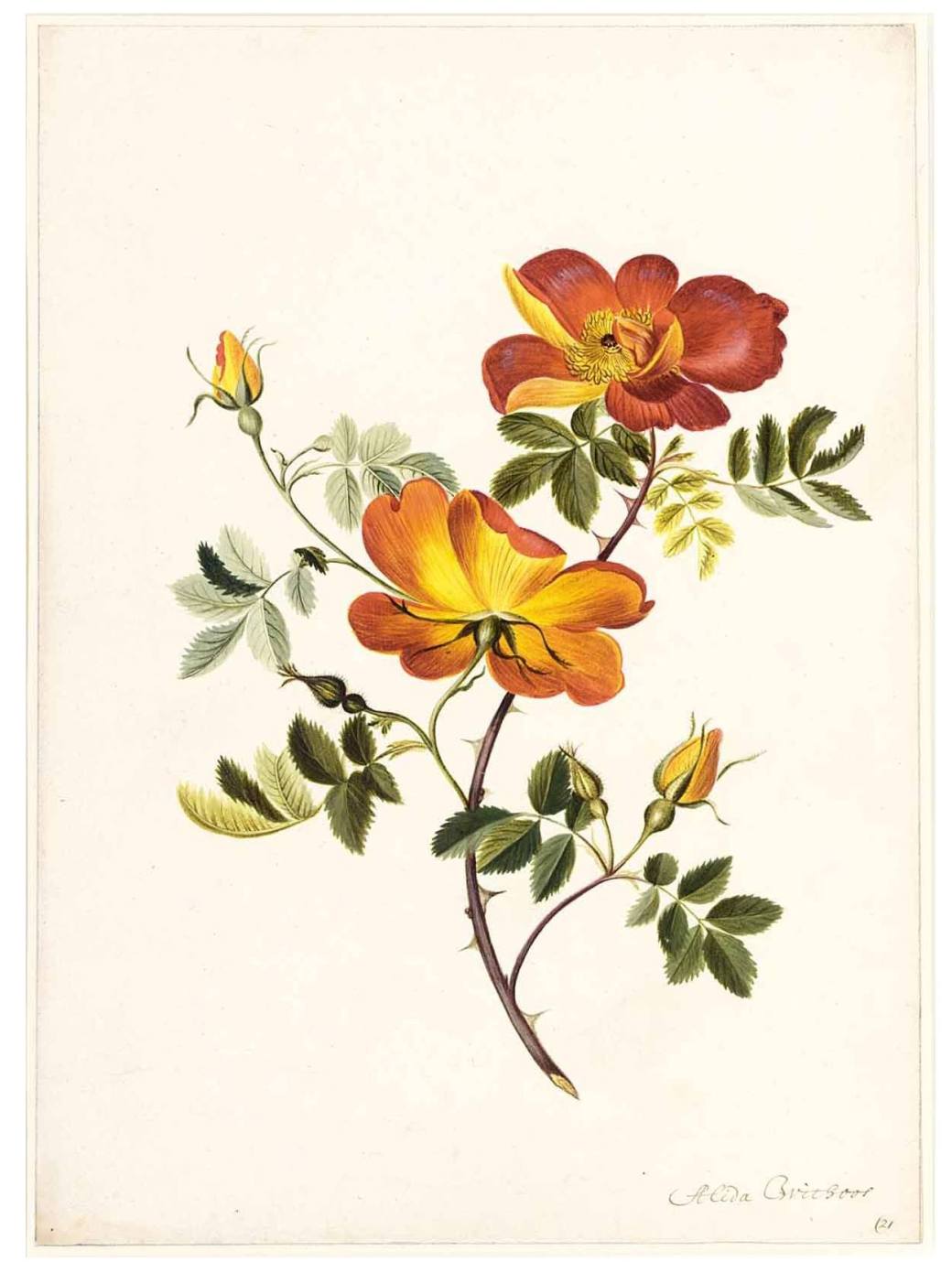 12132450_1643717375913145_5010681174696636534_o