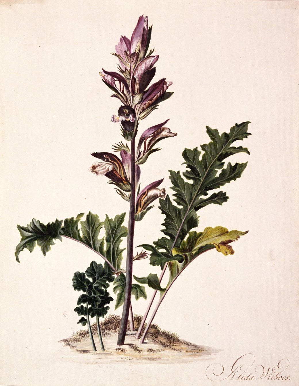 12140076_1641987822752767_4586829296009158447_o