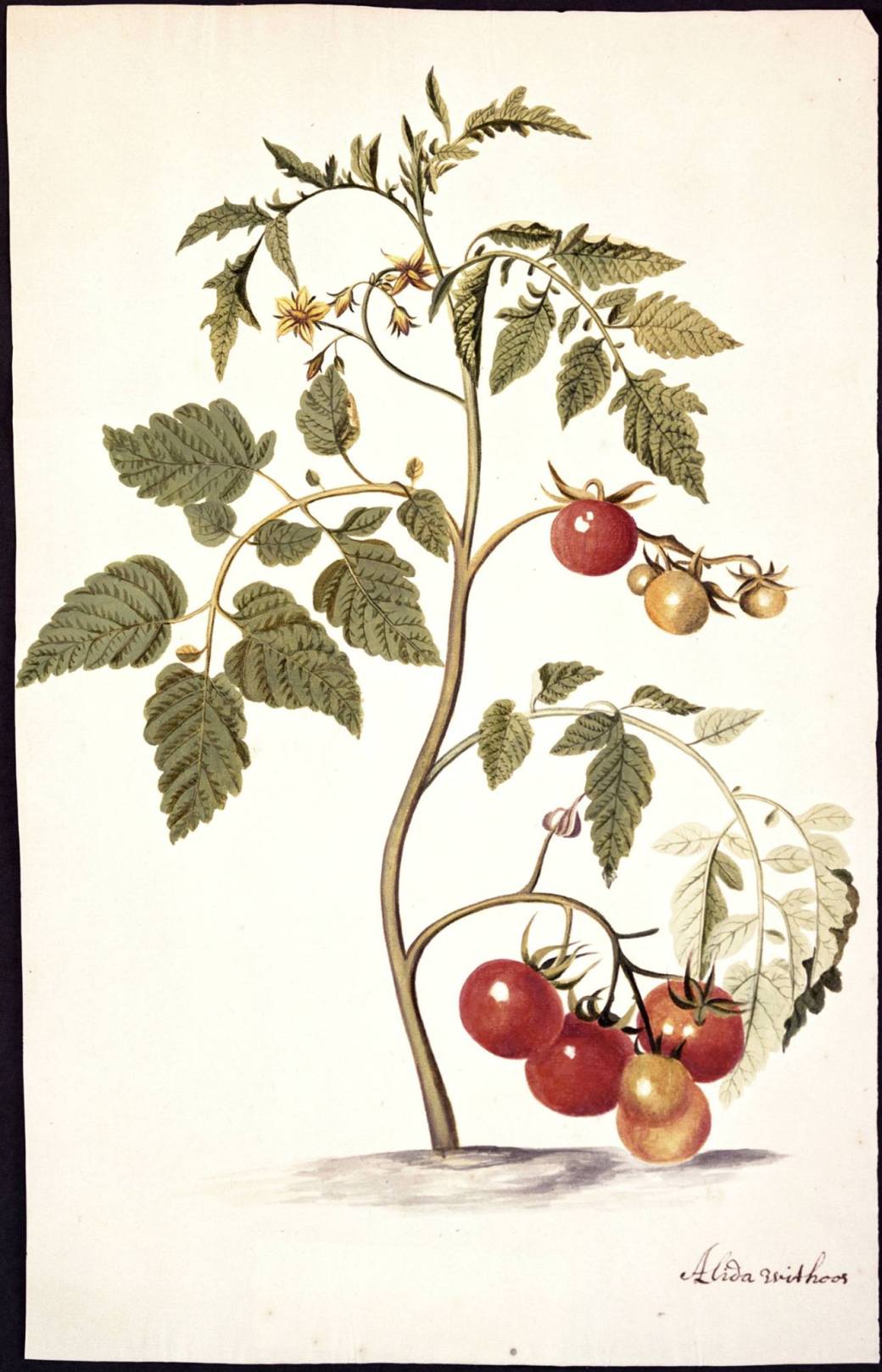 12183810_1645332795751603_8470279168831069083_o