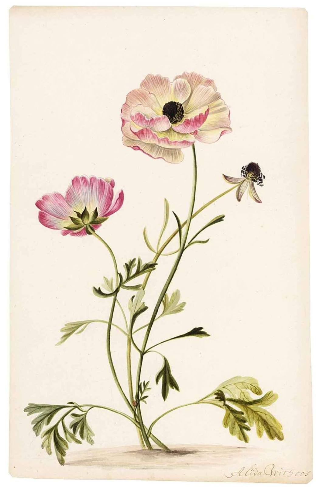 12185229_1645325389085677_6004587562199679988_o