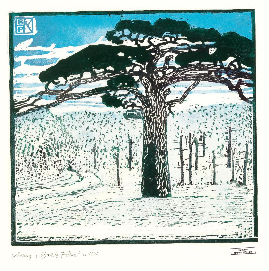 Broncia_Koller-Pinell_Breite_Föhre