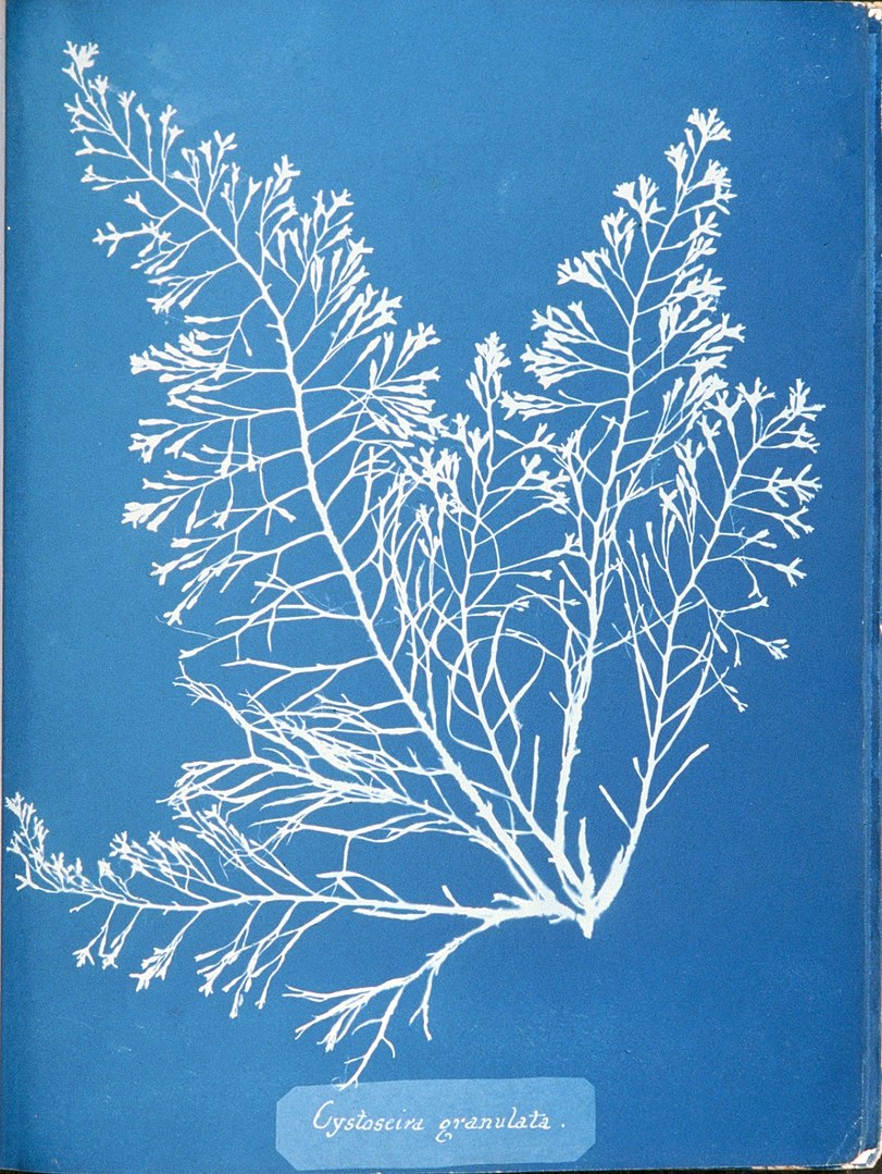 811px-Anna_Atkins_Cystoseira_granulata