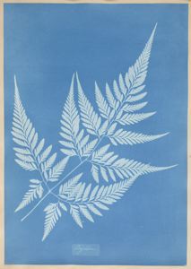 Anna_Atkins_(1799-1871)_Ceylon,1850_SFMOMA