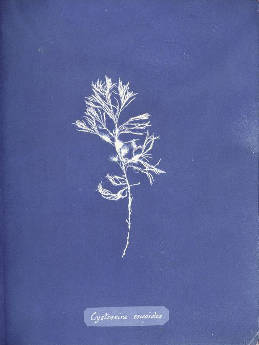 Anna_Atkins_Cystoseira_ericoides