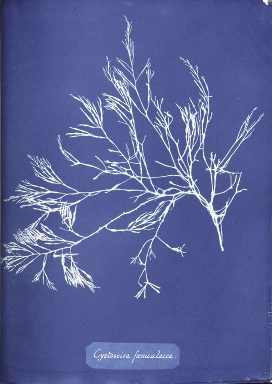 Anna_Atkins_Cystoseira_foeniculacea