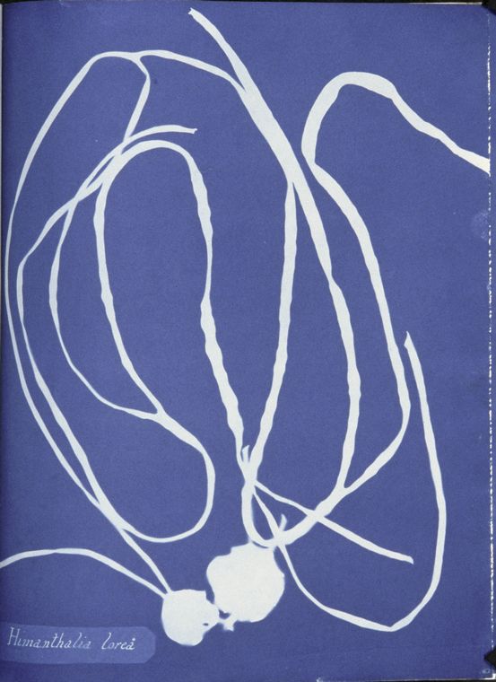 Anna_Atkins_Himanthalia_lorea