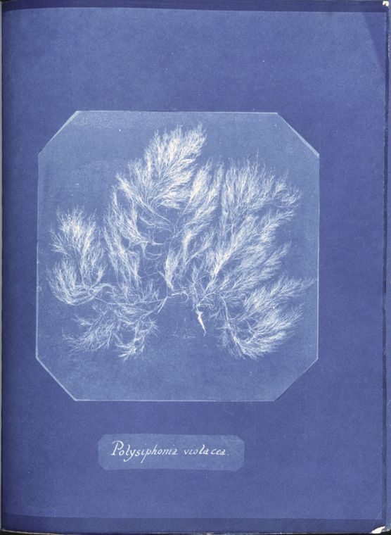 Anna_Atkins_Polysiphonia_violacea