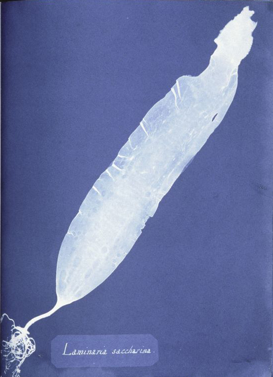 Anna_Atkins_Saccharina_latissima