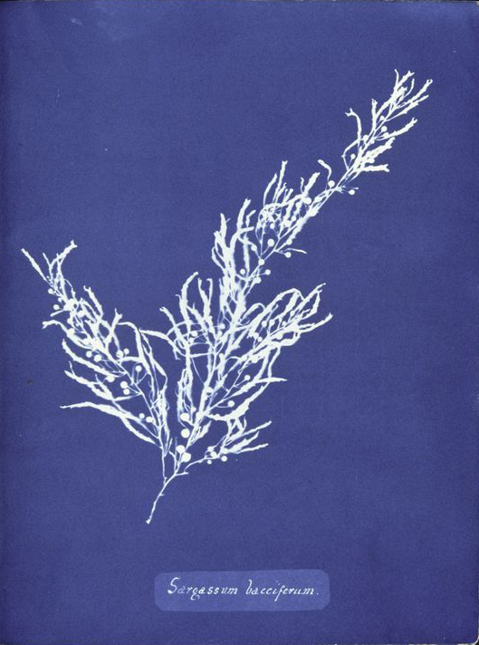 Anna_Atkins_Sargassum_bacciferum