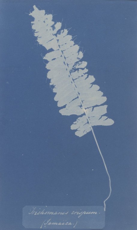 Brooklyn_Museum_-_Trichomanes_Crispum_(Jamaica)_-_Anna_Atkins