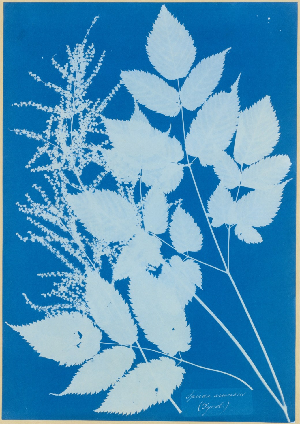 Spiraea_aruncus_(Tyrol)_MET_DT5664